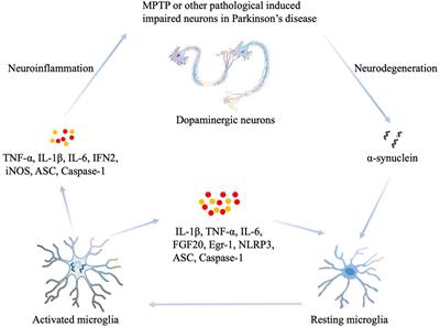 MicroRNAs Play a Role in Parkinson’s Disease by Regulating Microglia Function: From Pathogenetic Involvement to Therapeutic Potential
